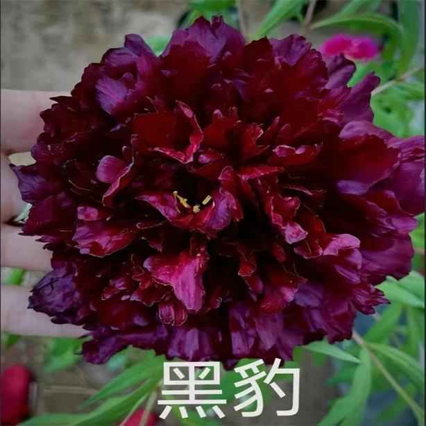 老桩黑豹独杆丛生