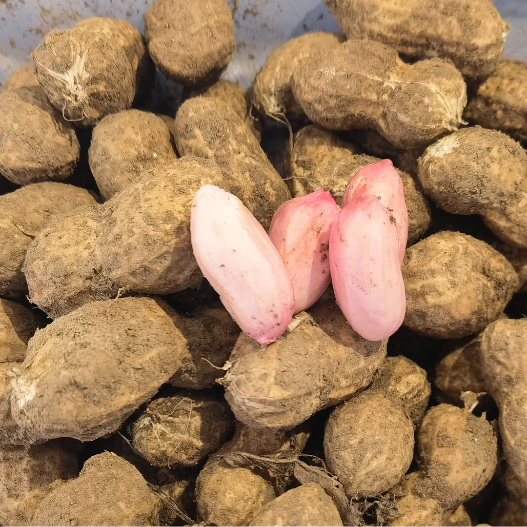 来自鑫逸的大白鲨花生