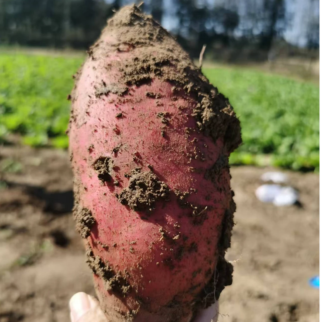 来自鑫逸三种薯类全家福烟薯西瓜红紫薯5斤