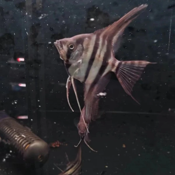 铭彩水族 魔门斯卡神仙鱼埃及鱼 活体观赏鱼