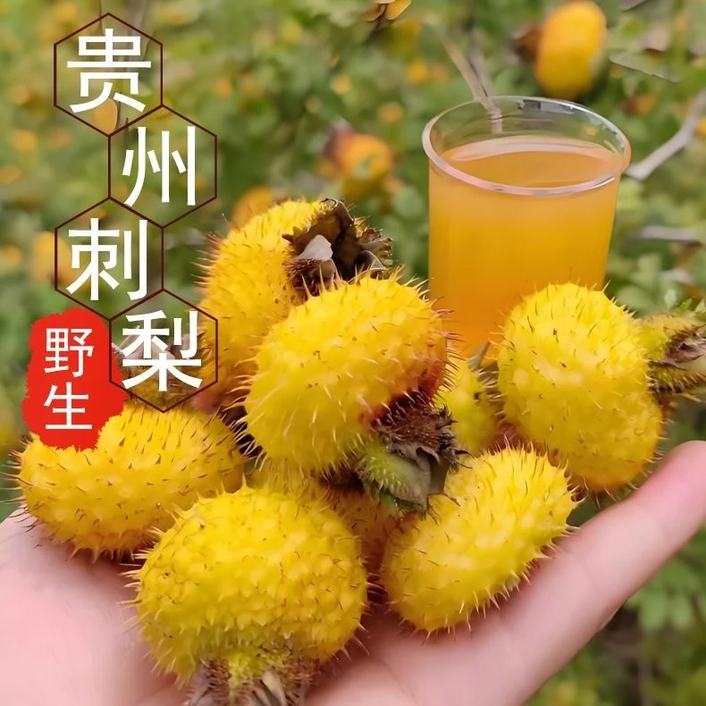 贵州高山刺梨果维C之王