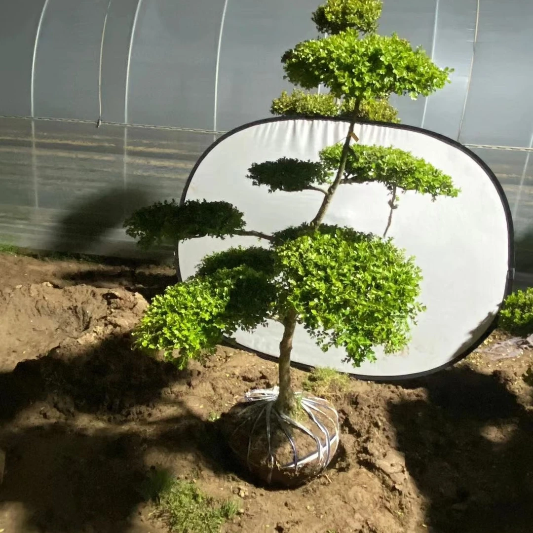 瓜子黄杨地景树盆景素材庭院种植绿植春季