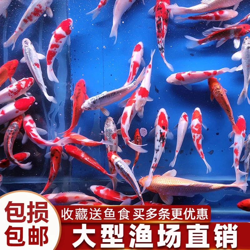 锦鲤活鱼红白三色大型好养耐活淡水鱼冷水鱼高档观赏鱼纯种锦鲤