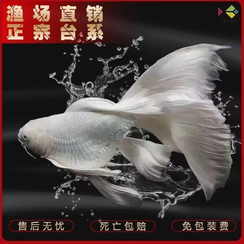 台湾蝴蝶鲤鱼纯种短身球形长尾贵妃鲤鱼苗小鱼活鱼小型鱼观赏鱼