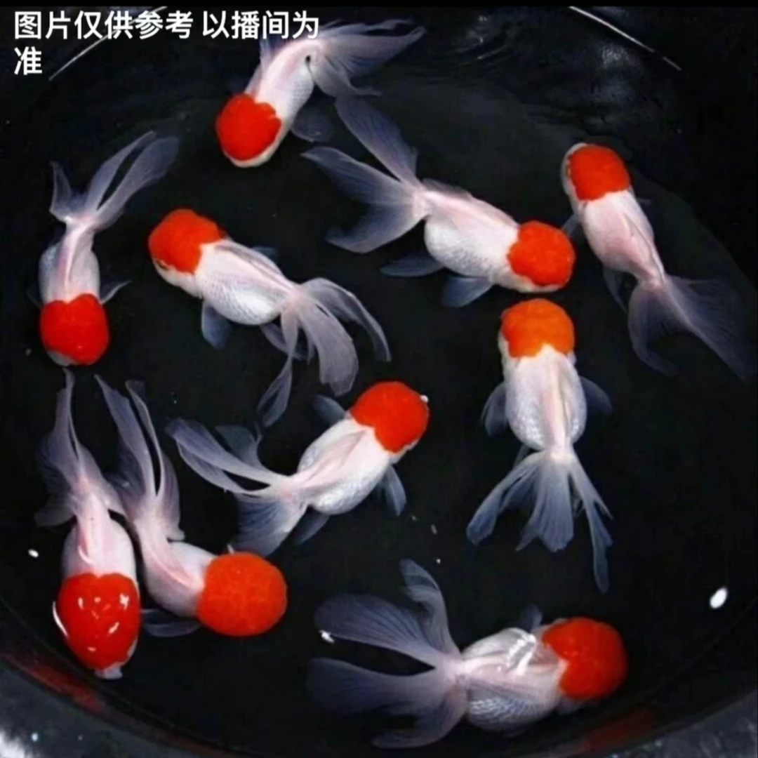 冷水小金鱼源头直发·佳