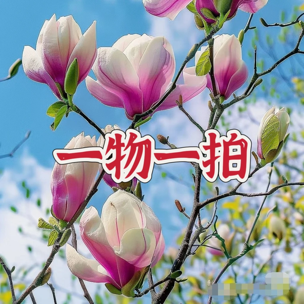 【一物一拍】玉兰花树苗带花苞红白紫黄开花庭院阳台花卉盆栽耐寒