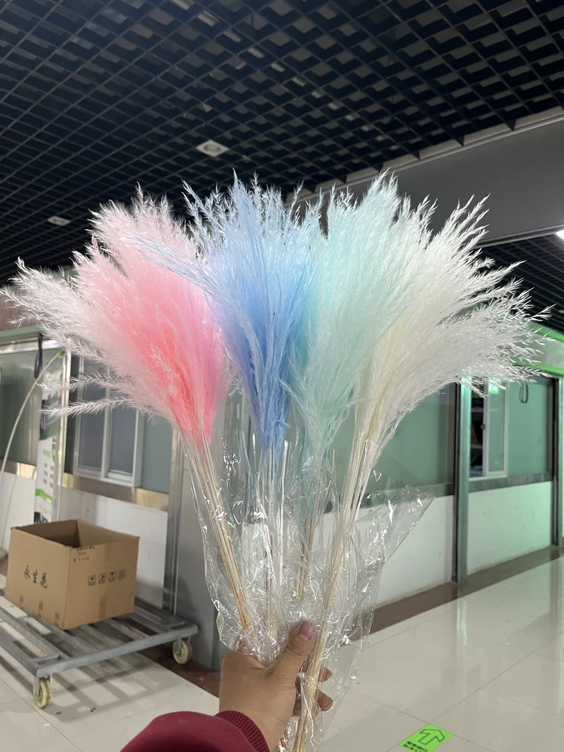 软毛拂尘永生花芦苇花花店手工花材家庭插花持久蓬松天然观赏干花