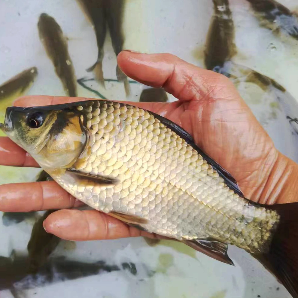重庆黄金鲫鱼中科鲫鱼大板鲫淡水族观赏鱼胖头鱼