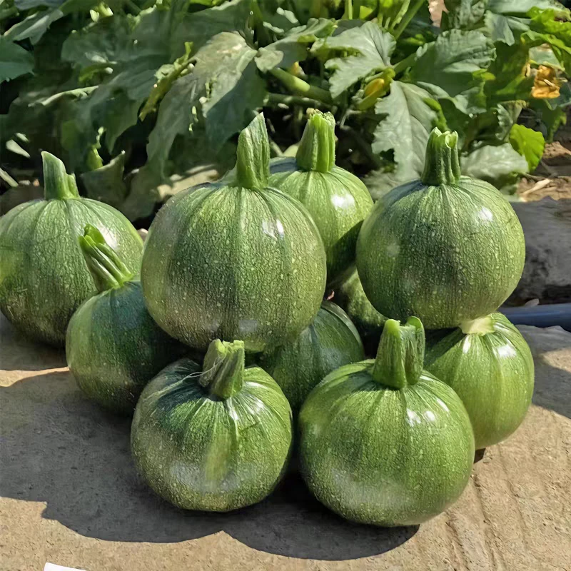 贵州当季新鲜现摘现发蔬菜小瓜嫩南瓜素瓜豆农家种植
