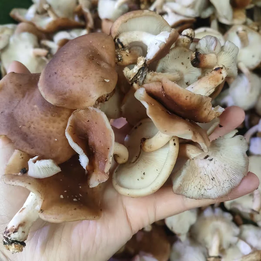 香菌菇贵州野生蘑菇香菇新鲜采摘发货香菇菌