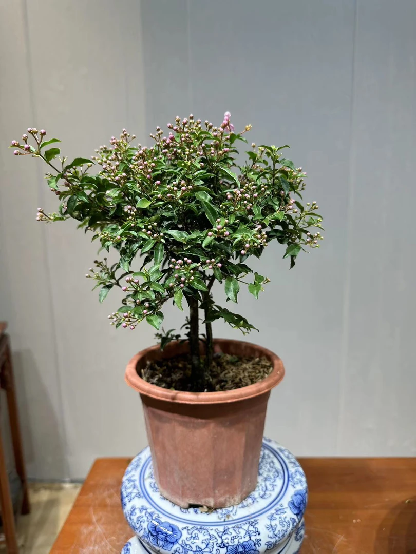 李氏樱花练手款，好养易活