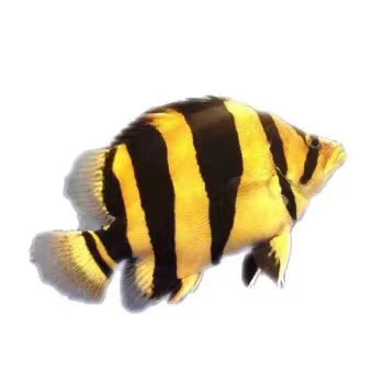 虎鱼苏虎四纹虎三纹虎泰虎苏门答腊虎活体龙鱼配鱼包邮包损