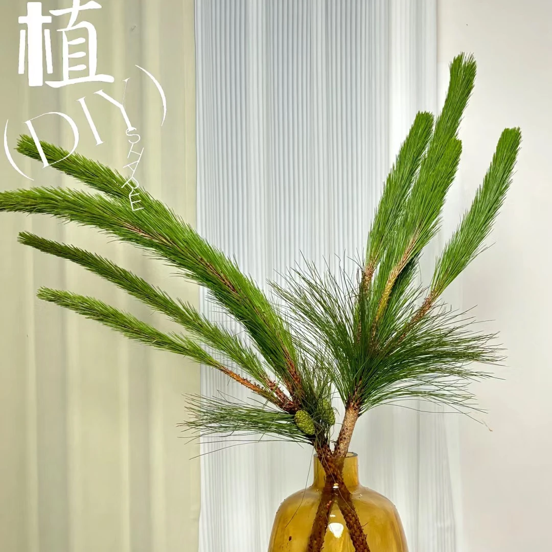 【马尾松】长青鲜切绿植茶室书房客厅高端大气水养鲜花完美订单订单