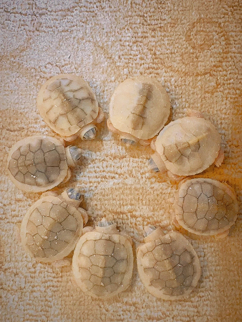 变异巴西龟直播间链接-白巴，果冻，金粉，焦糖，彩巴，梵高，翡翠，悖论