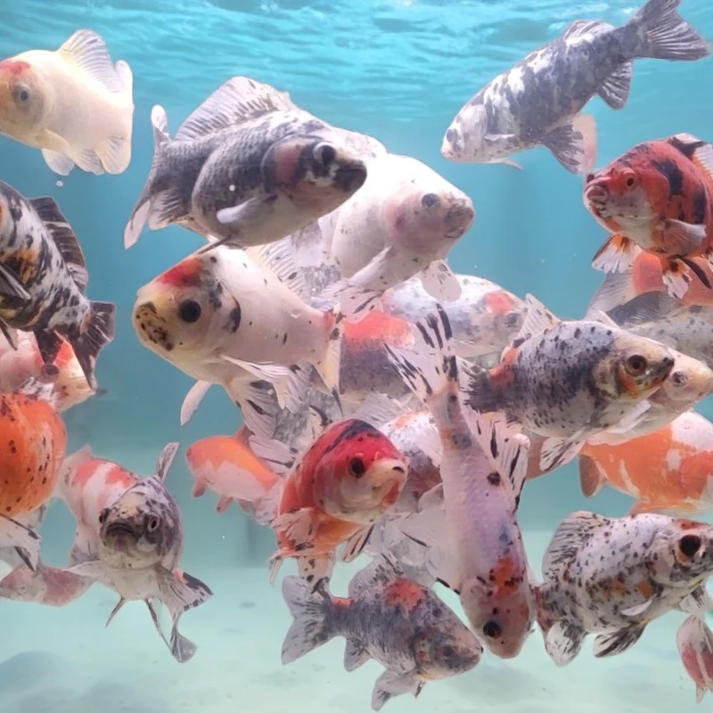 软麟短尾兰花草金鱼好养耐活渔场直发五花色随机发货