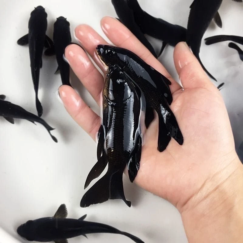 黑草金冷水鱼好养耐活皮实抗造渔场直发随机发货