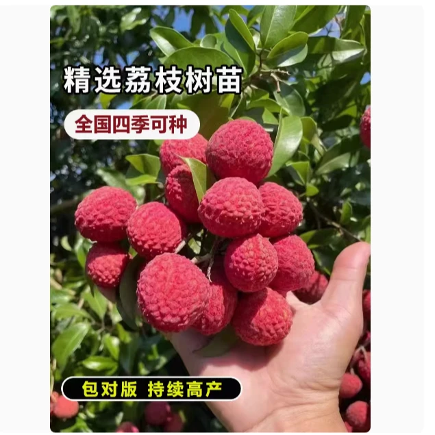 嫁接水果树苗荔枝树苖无核桂味果树盆栽妃子笑当年结果