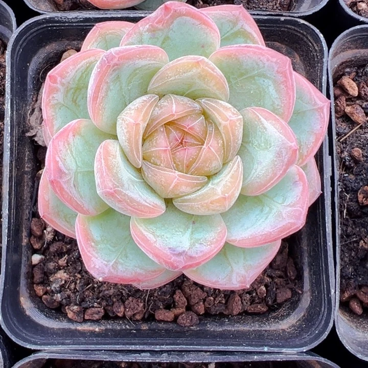 星星珍妮多肉植物