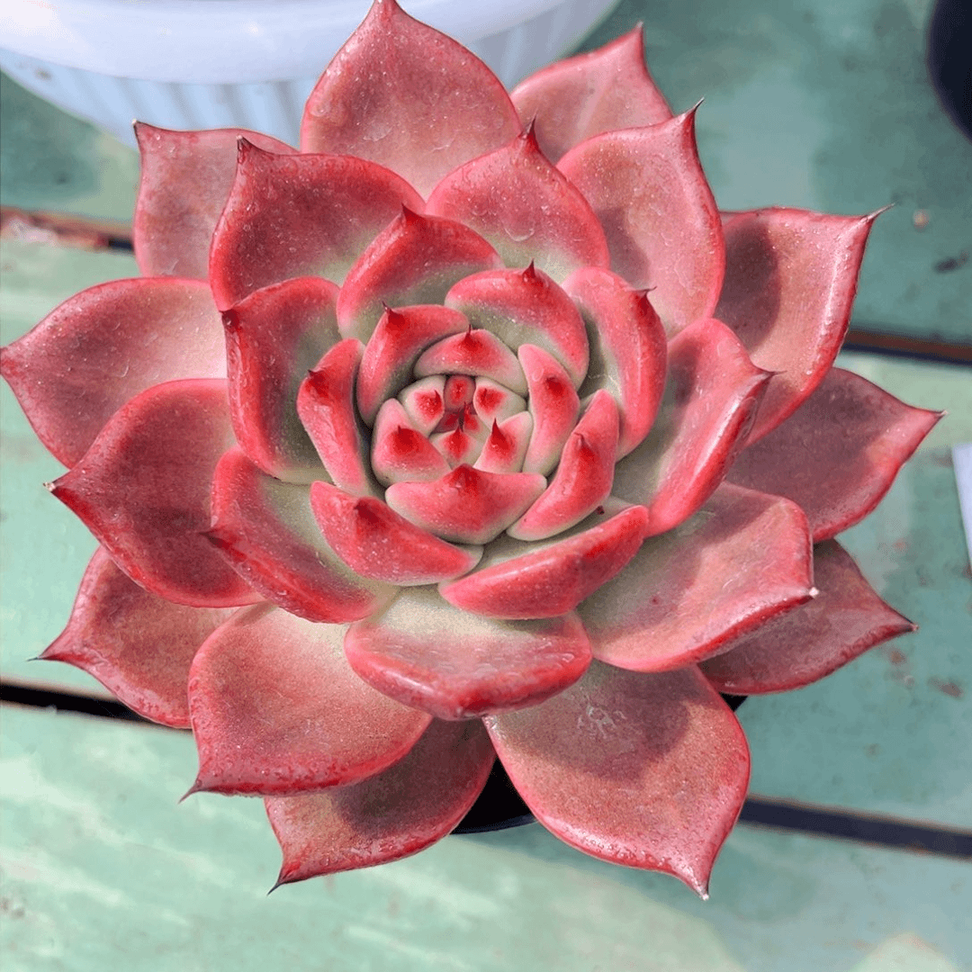 粉钻多肉植物多肉