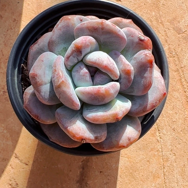 星影石化锦多肉植物