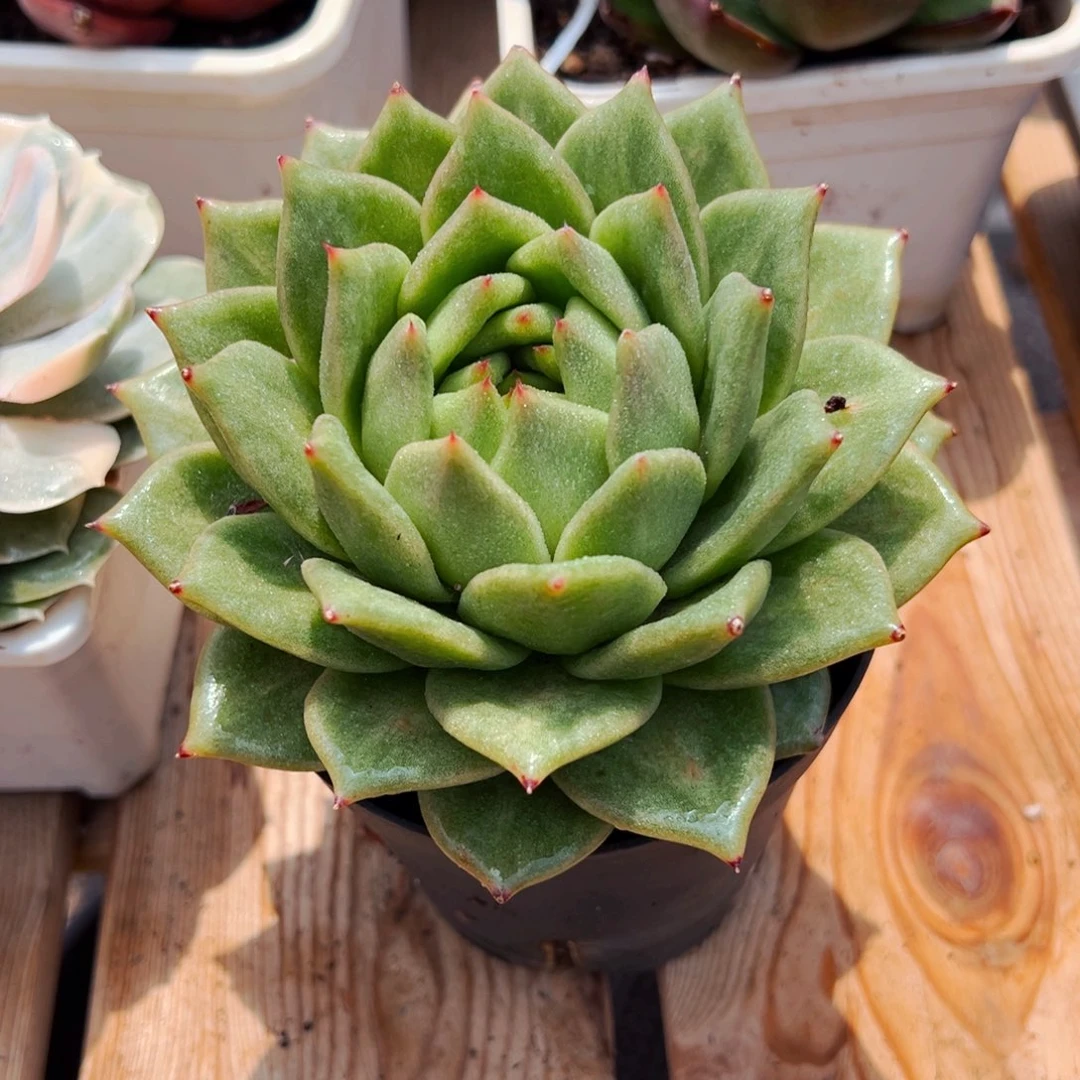 凸起玛利亚多肉植物
