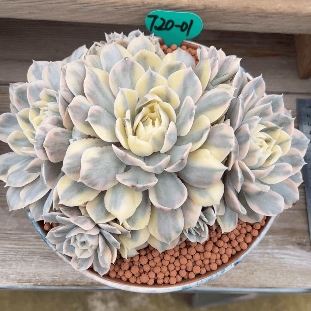 7.20.01昂斯洛锦捧花多肉植物