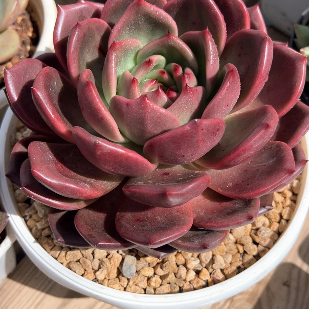 原始红钻石多肉植物