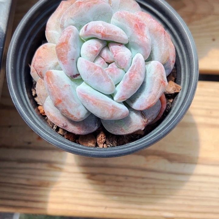 爱****香8.27.40星影石化