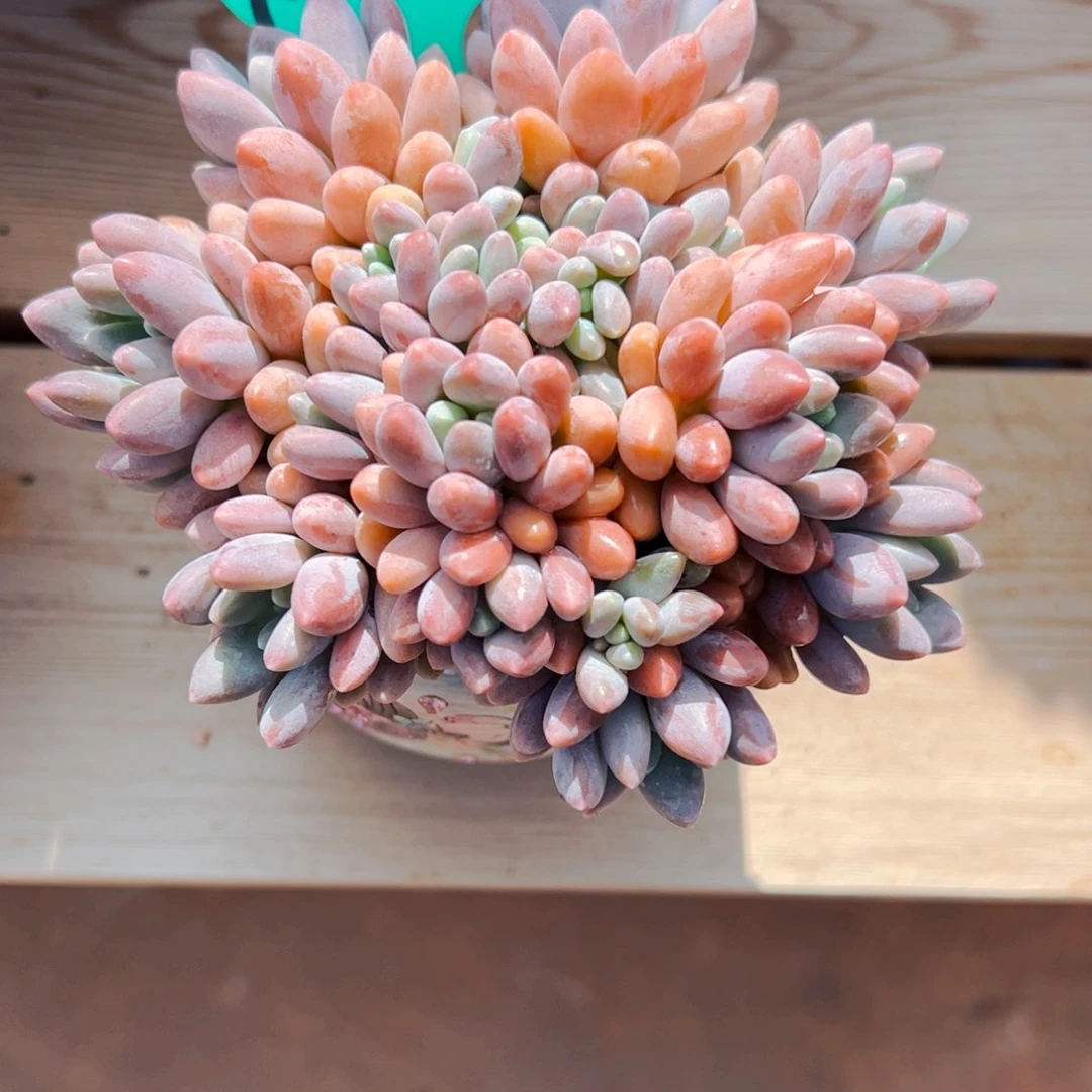 ?****ɞ7.26.09星黛露