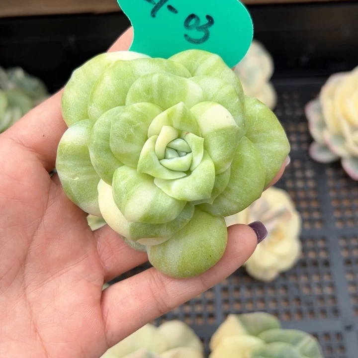 9.27.03可爱玫瑰锦