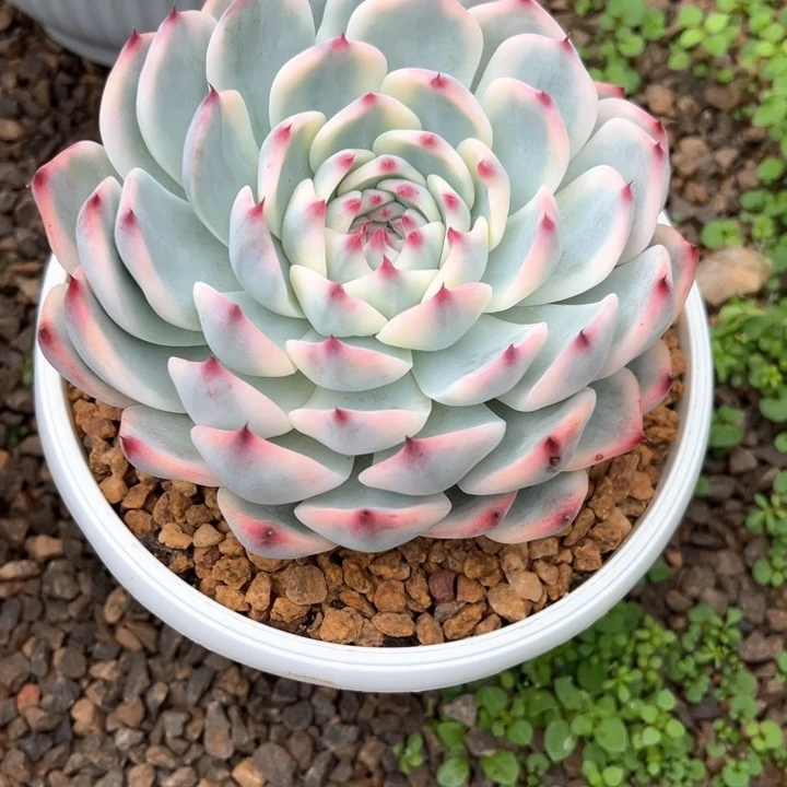 用****79.30.08吉娃娃锦