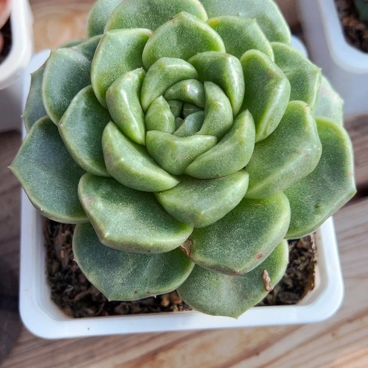 8.27.59小精灵石化锦