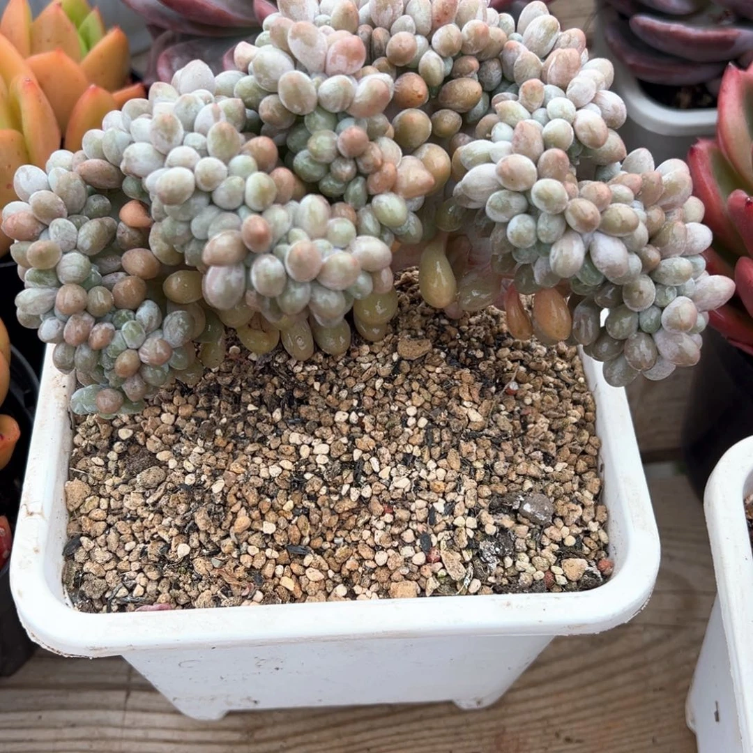 汤圆板子缀化多肉植物