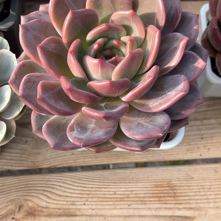 嘚****?9.27.32粉雪多肉