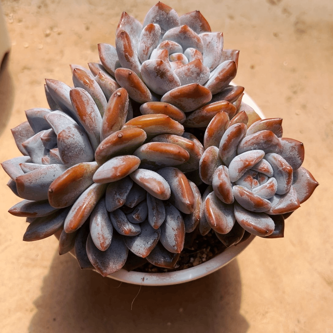 紫皮石榴子星影多肉植物