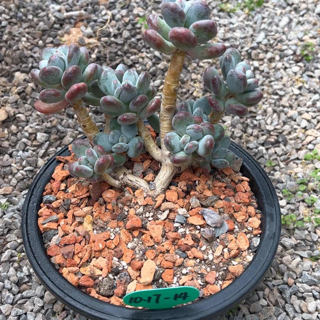 10.17.17苹果奶多肉