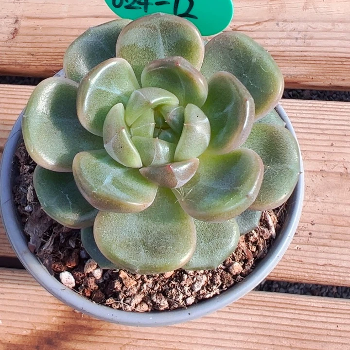 8.24.12伊利亚珍妮