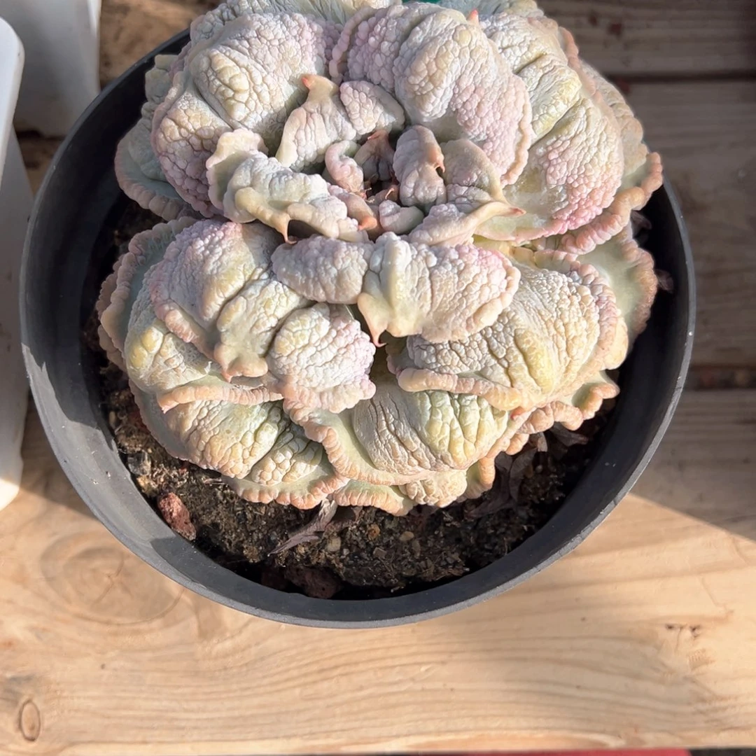 B****?10.20.1瘤子饺子皮多肉