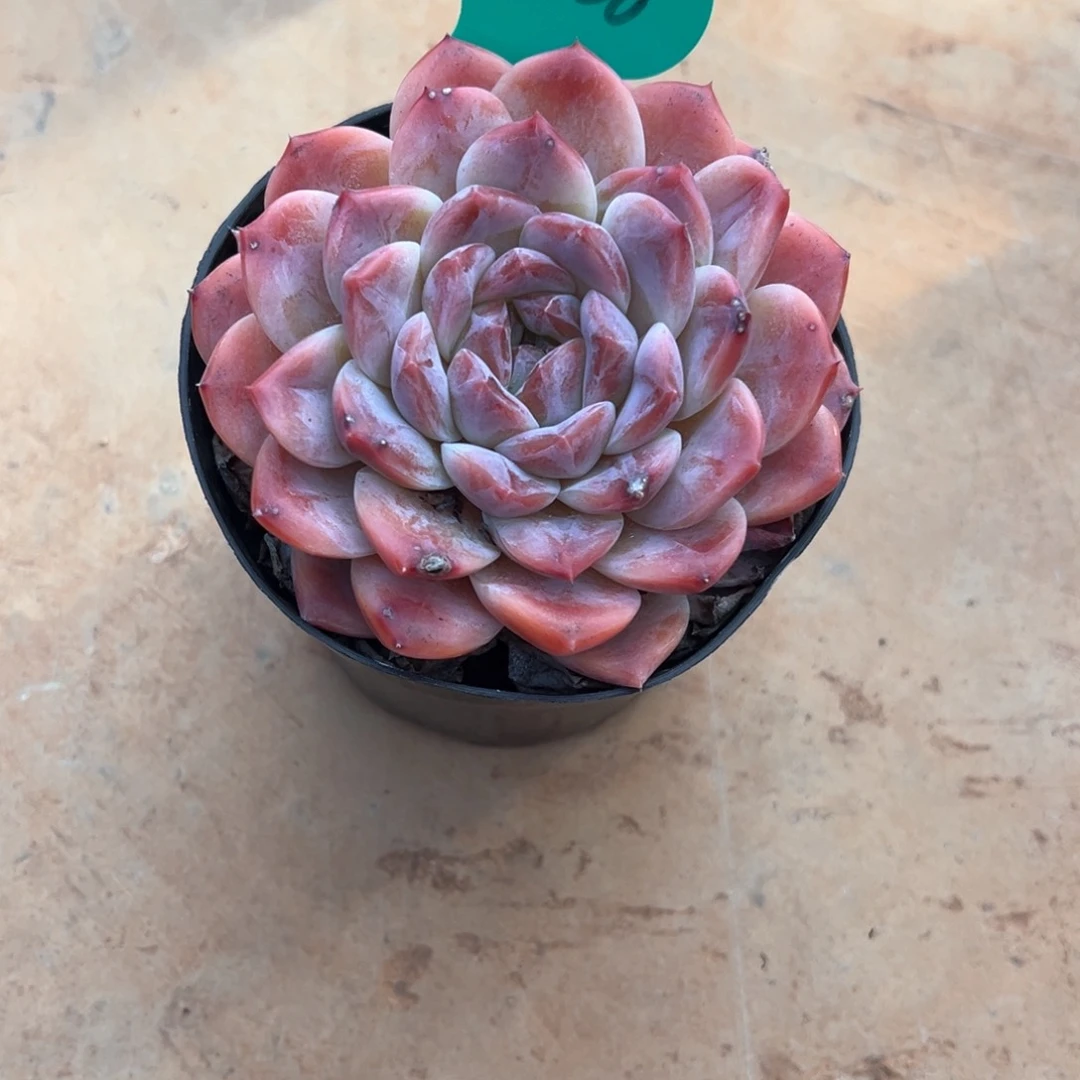 h****瑶11.11.30秘境冰魄