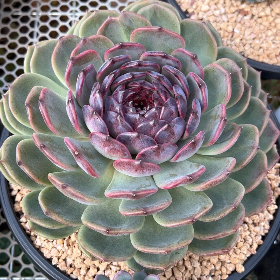 超大叠叶深色系新品