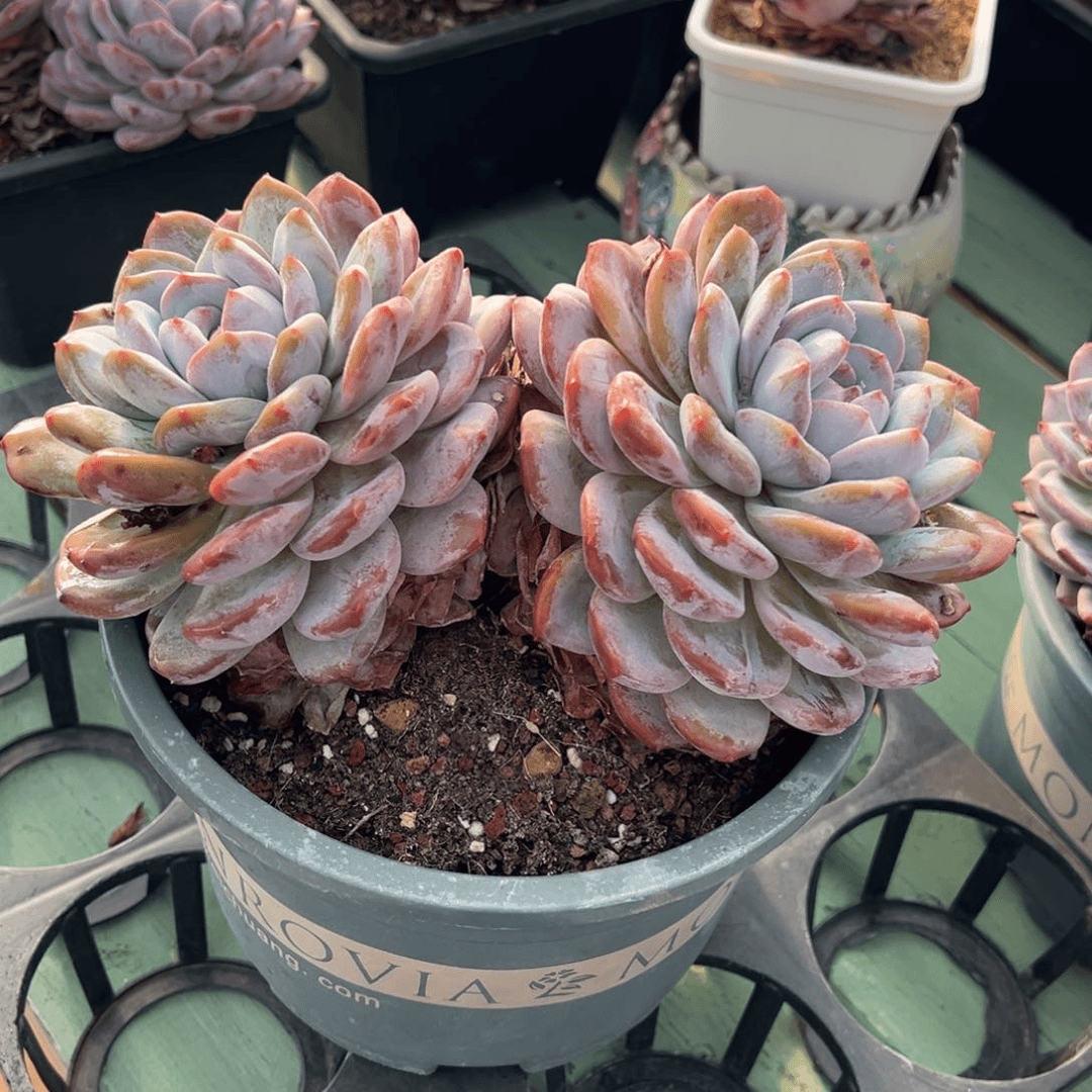双头大星星多肉植物