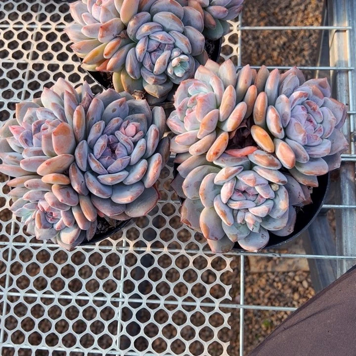 豚**妈8.27.65紫皮石榴子星影3颗