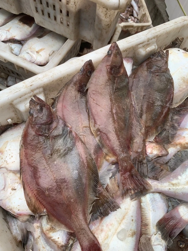 【中号】偏口鱼，4斤，顺丰包邮（18-20条左右）适合油炸