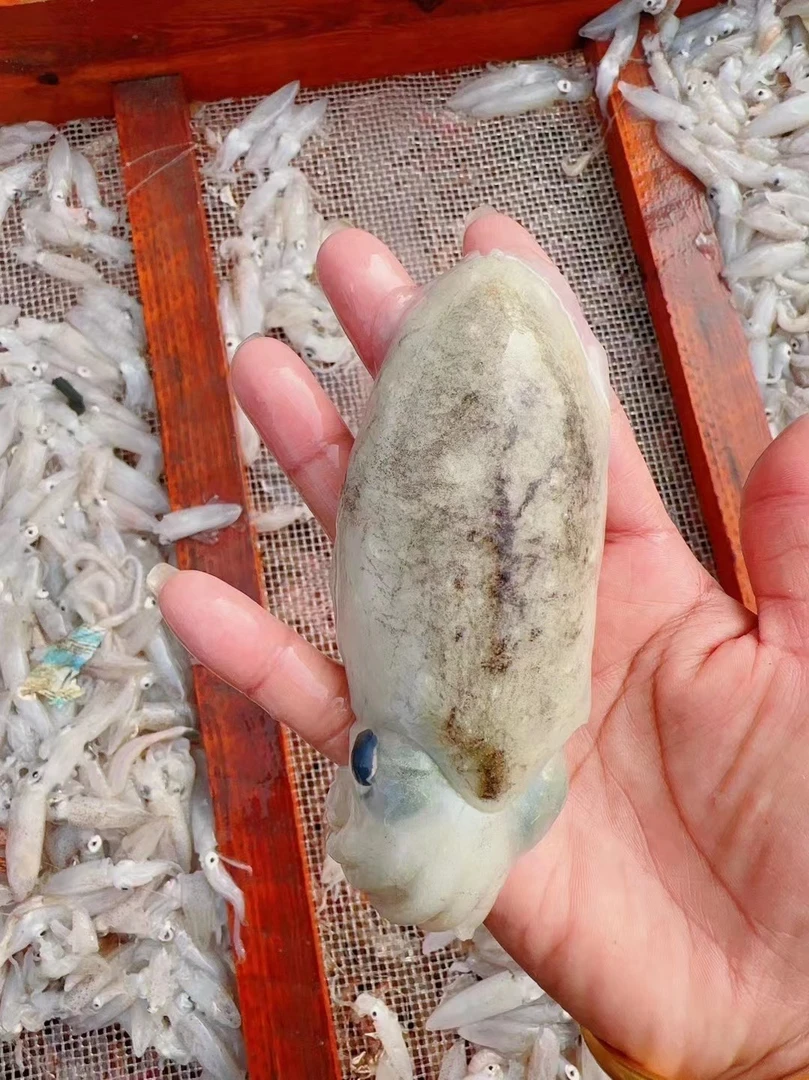 乌鱼，3斤，顺丰包邮。