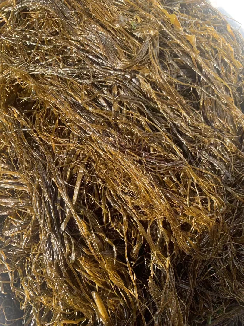 岛里海麻线，4斤，顺丰包邮，干净，筏球上的菜