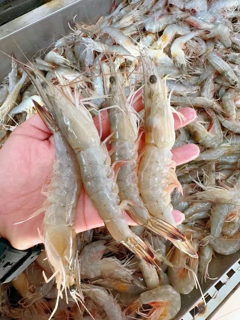 【17-22头】东方对虾，3斤，顺丰包邮