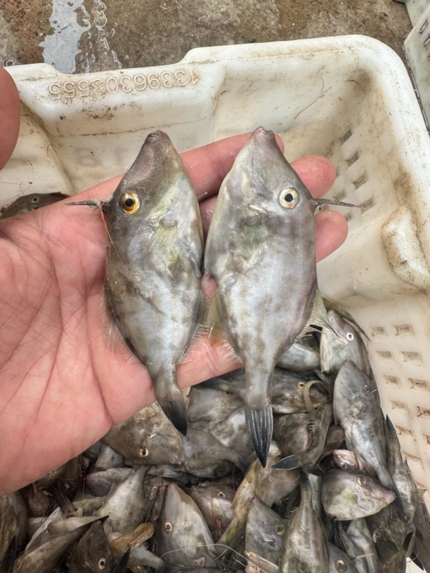 皮匠鱼，4斤，顺丰包邮