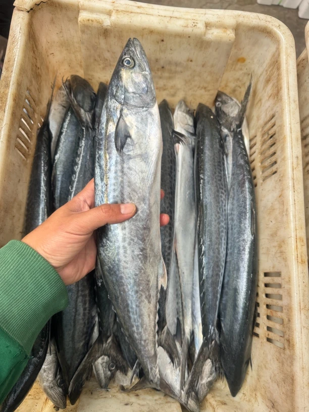 鲅鱼，3条鱼（3.5-4斤）冷冻发货，顺丰包邮
