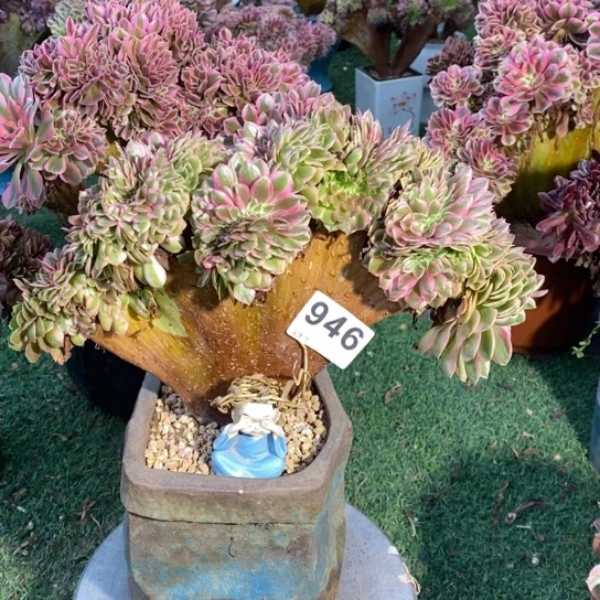 荔枝缀化大整板946