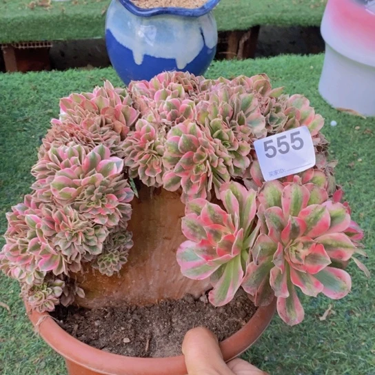 粉女巫缀化不包损555